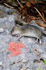 Dode rat door rattengif. De gifkorrels blijven liggen en zorgen onder sterfte bij andere dieren.