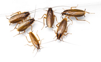 kakkerlakken in huis