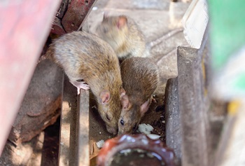 Rattenbestrijding