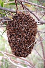 Bijen En Hommels Verwijderen - Meldpunt Ongedierte