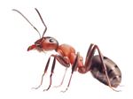 mieren verjagen is bijna niet mogelijk