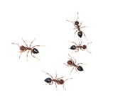 mierenbestrijding bedrijven