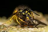 Wespen gaan op jacht voor de larven